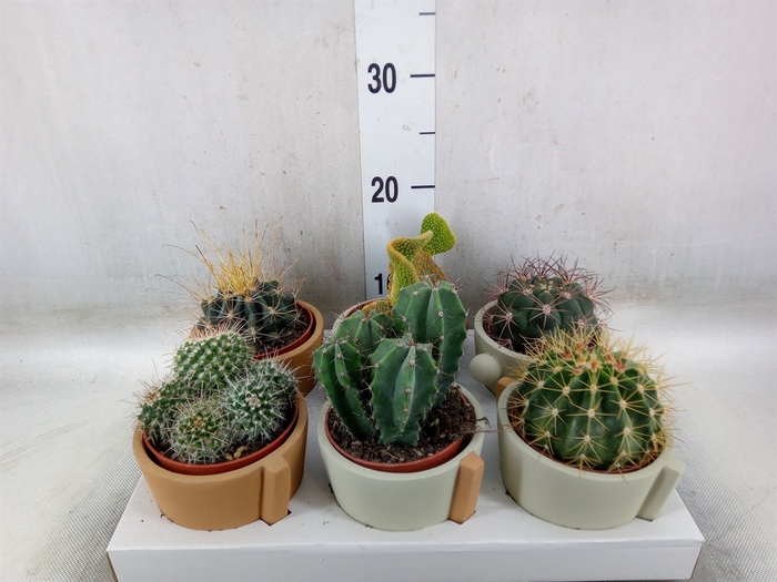 <h4>Cactus   ...</h4>