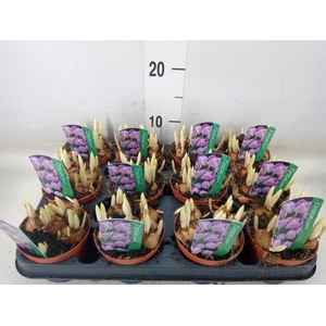 Iris reticulata 'Pixie'