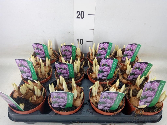 <h4>Iris reticulata 'Pixie'</h4>