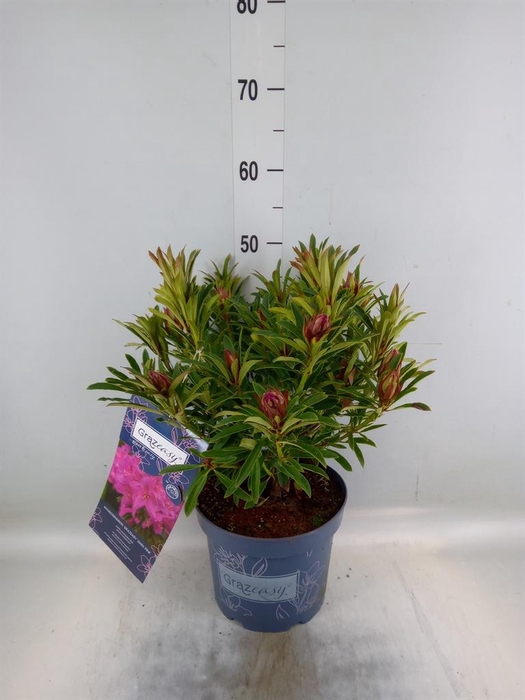 <h4>Rhododendron   ...</h4>