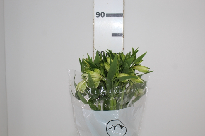 <h4>ALSTROEMERIA AKEMI 080 CM</h4>