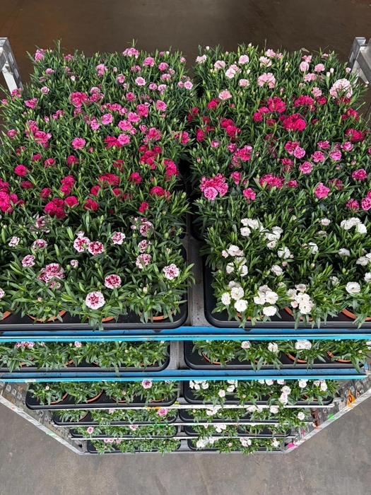 <h4>DIAN OSC GEM</h4>