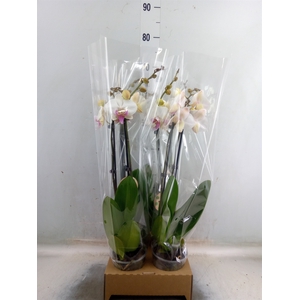 Phalaenopsis   ...