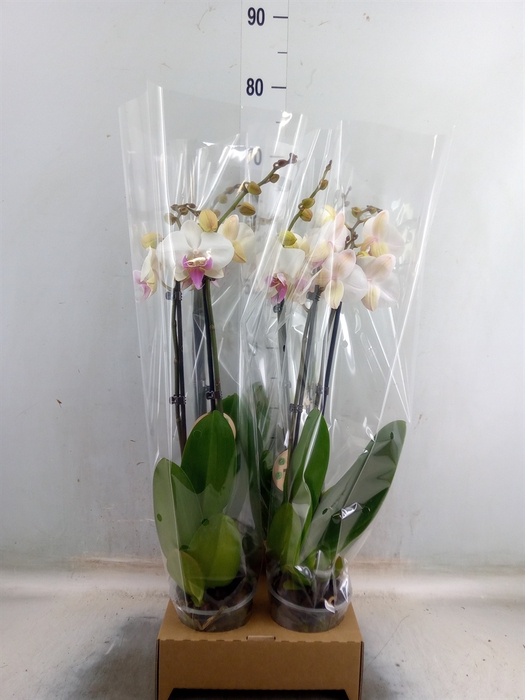 <h4>Phalaenopsis   ...</h4>