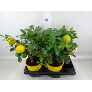 Citrus meyeri 'Meyer'