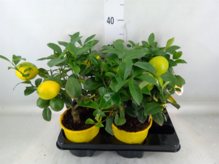 <h4>Citrus meyeri 'Meyer'</h4>