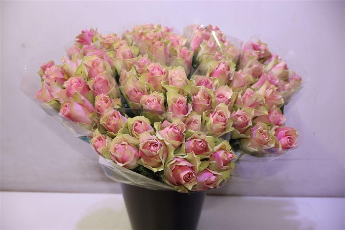 <h4>R Gr Belle Rose X10</h4>