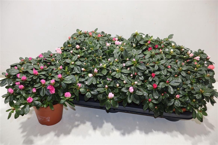 <h4>Rhodo Si Gem 5 Srt</h4>