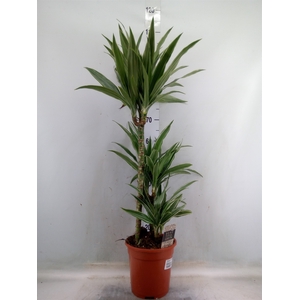 Dracaena fr de 'Warneckei'