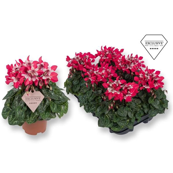 <h4>Cyclamen persicum kleinbloemig Super Serie Angels</h4>