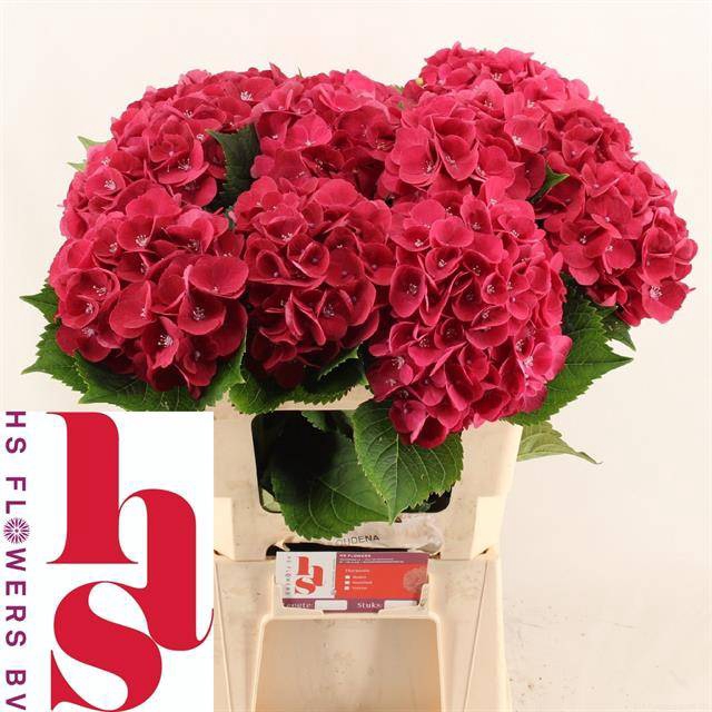 <h4>Hydrangea my mon amour red</h4>