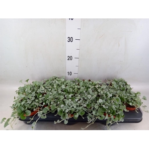 Dichondra argentea 'Silver Falls'