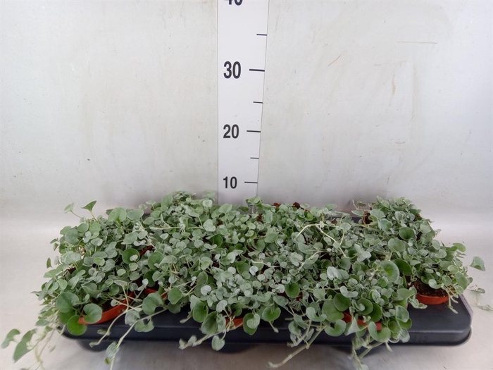 <h4>Dichondra argentea 'Silver Falls'</h4>