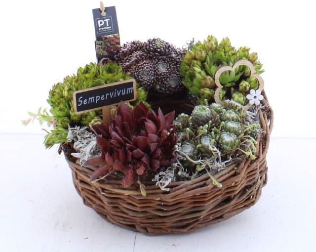 <h4>ARR SEMPERVIVUM</h4>