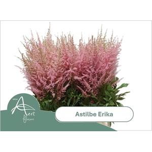 ASTIL AR ERIKA