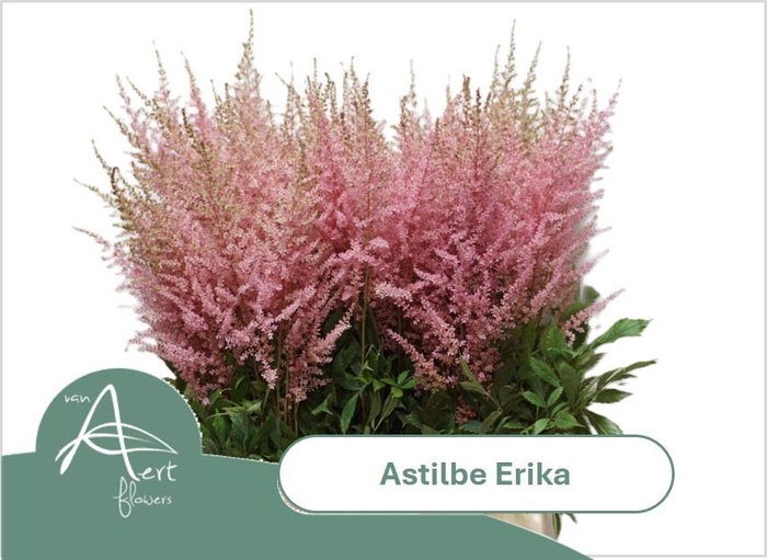 <h4>ASTIL AR ERIKA</h4>