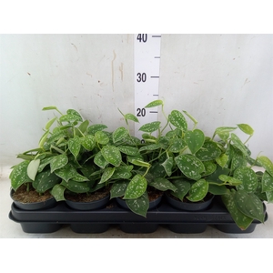 Scindapsus pictus 'Argyraeus'