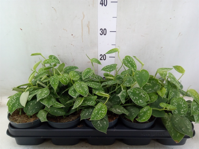 <h4>Scindapsus pictus 'Argyraeus'</h4>