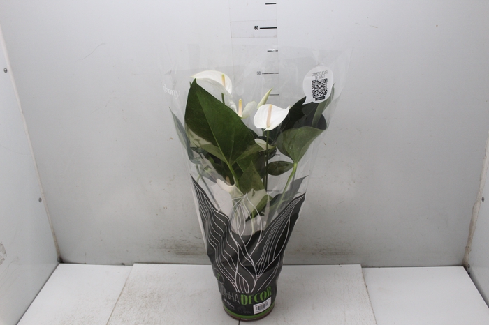 <h4>ANTHURIUM WHITE WINNER P17</h4>