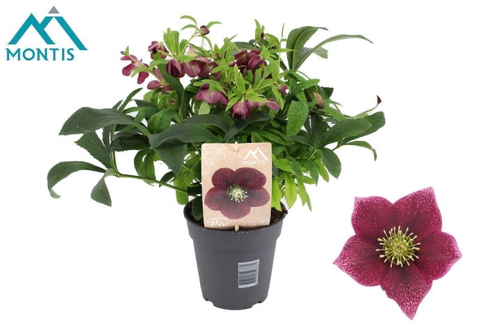 <h4>Helleborus</h4>
