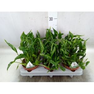 Epipremnum   ...