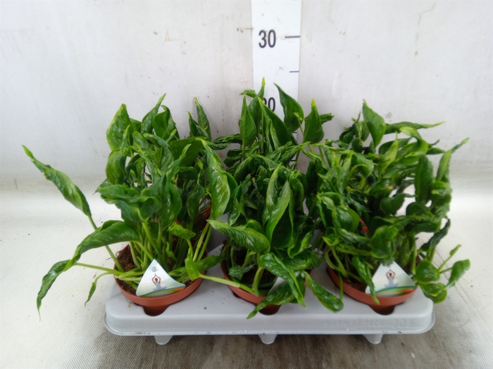 <h4>Epipremnum   ...</h4>