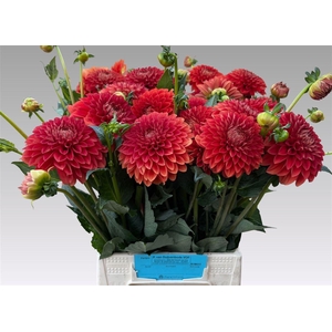 Dahlia Dec H Halloween