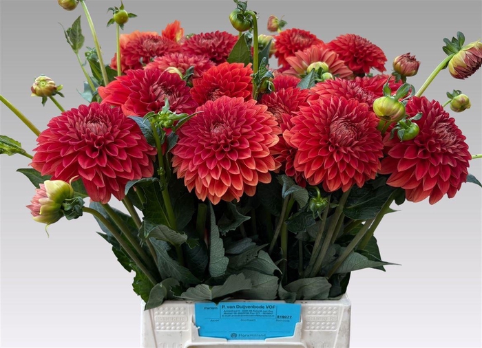 <h4>Dahlia Dec H Halloween</h4>