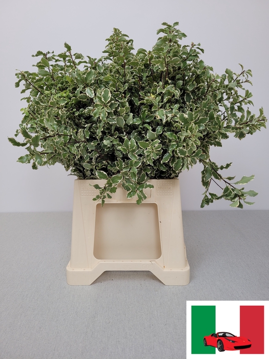 <h4>PITTOSPORUM PB SILVER QUEEN</h4>