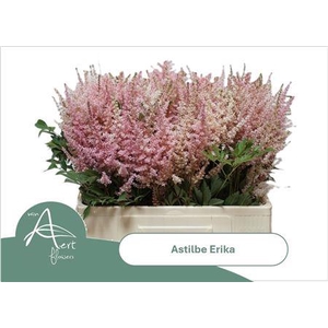 Astilbe Ar Erika