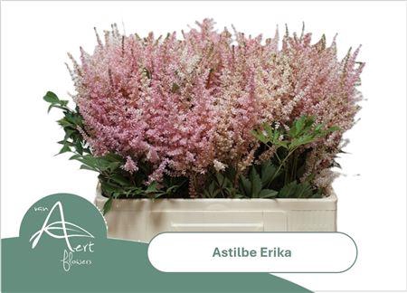 <h4>Astilbe Ar Erika</h4>