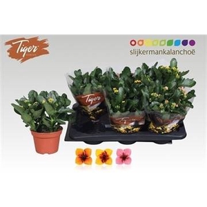 KAL EN TIGER GEM