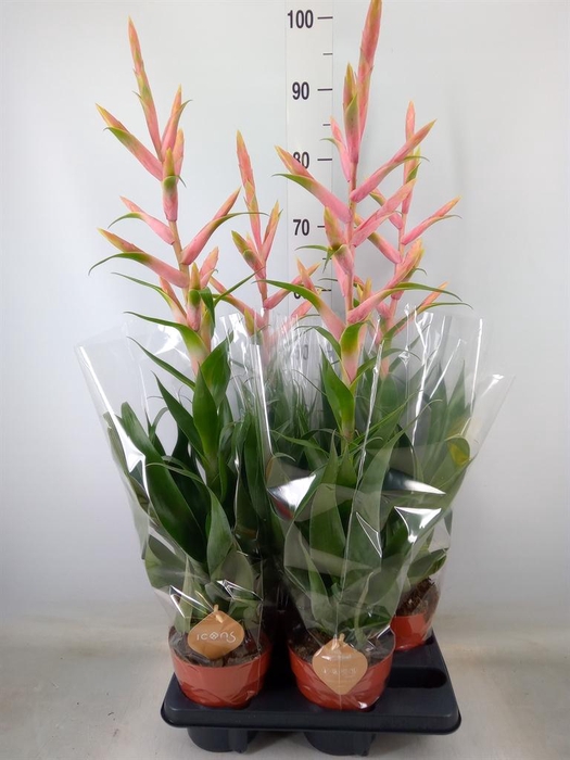 <h4>Tillandsia  'Dolce'</h4>