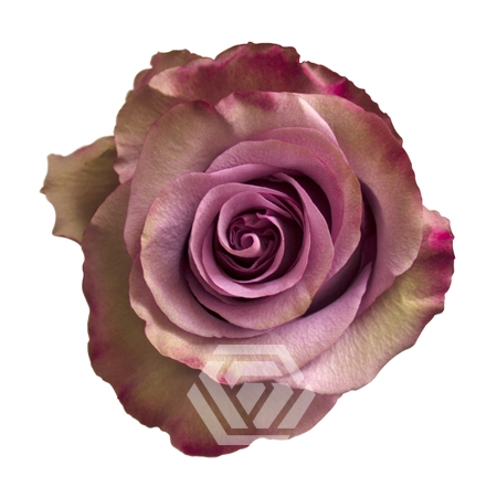 <h4>R GR GOVINDA</h4>