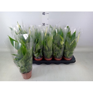 Spathiphyllum  'Chopin'