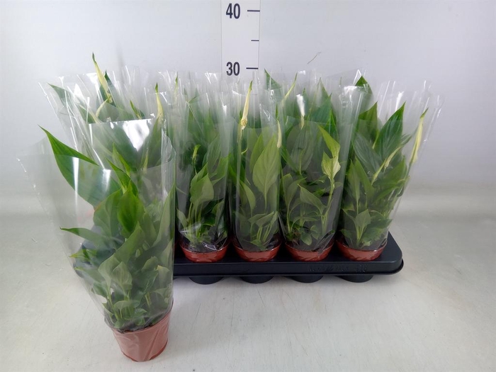 <h4>Spathiphyllum  'Chopin'</h4>