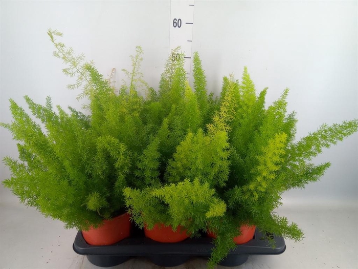 <h4>Asparagus dens. 'Meyers'</h4>