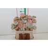 ~DIV. BESCHUIT MET MUISJES OP STOK