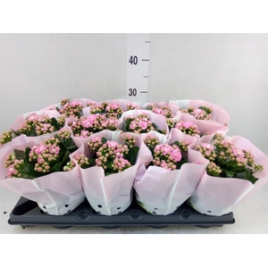 Kalanchoe blos.   ..rosebud