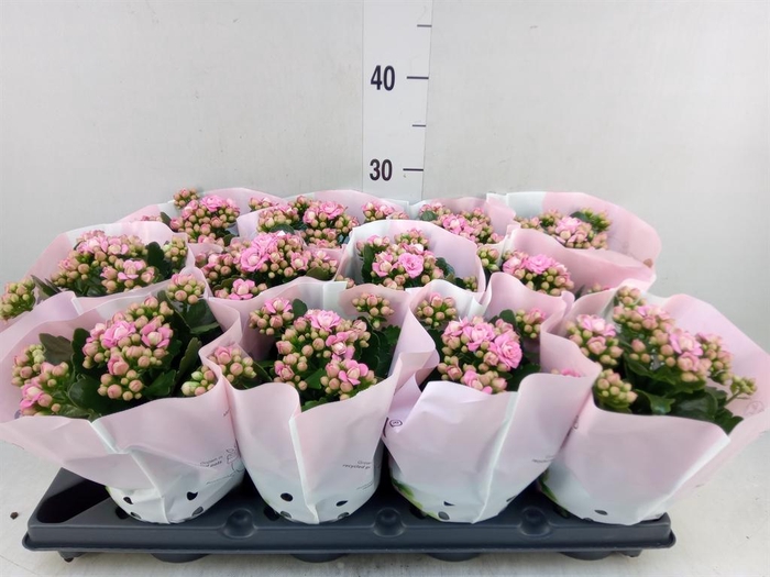 <h4>Kalanchoe blos.   ..rosebud</h4>