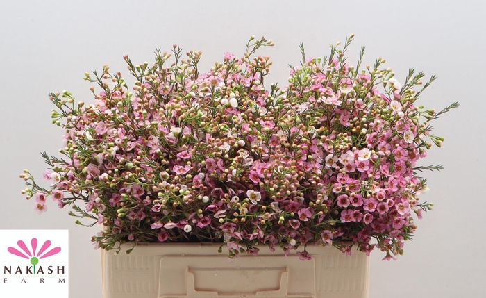 <h4>Cham Un Leilani</h4>