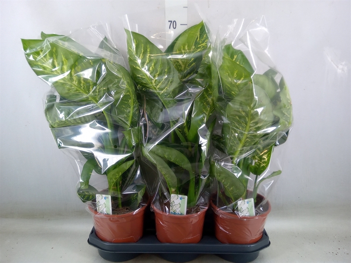 <h4>Dieffenbachia seg. 'Tropic Snow'</h4>