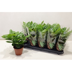 Coffea Arabica