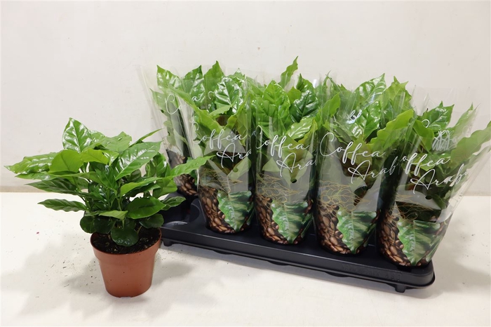 <h4>Coffea Arabica</h4>