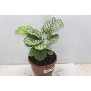 CALATHEA ORBIFOLIA P24