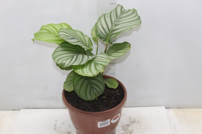 <h4>CALATHEA ORBIFOLIA P24</h4>