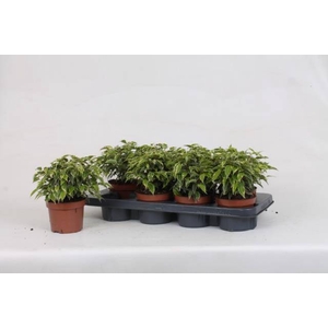 Ficus benjamina Kinky 12Ø 22cm 3pp