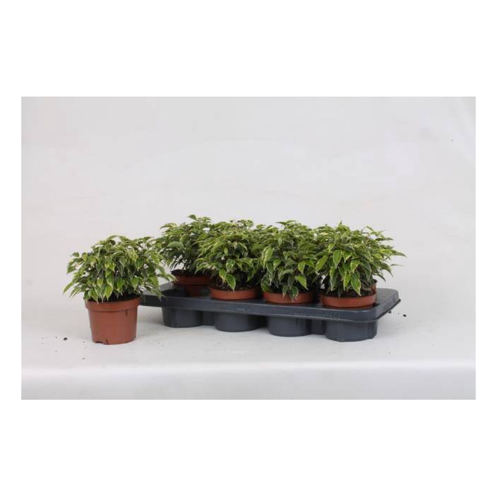<h4>Ficus benjamina Kinky 12Ø 22cm 3pp</h4>