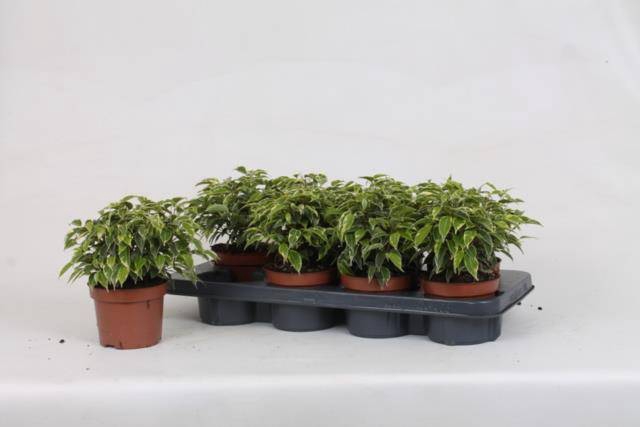 Ficus benjamina Kinky 12Ø 22cm 3pp