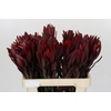 Leucadendron Saf Sunset Dark Red